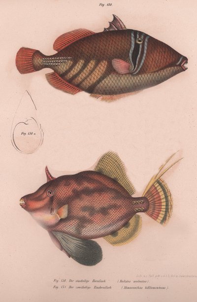 Pigghornfisk Batistes aculeatus, Monacanthus bifilamentosus, ca. 1850-tallet av Unbekannt