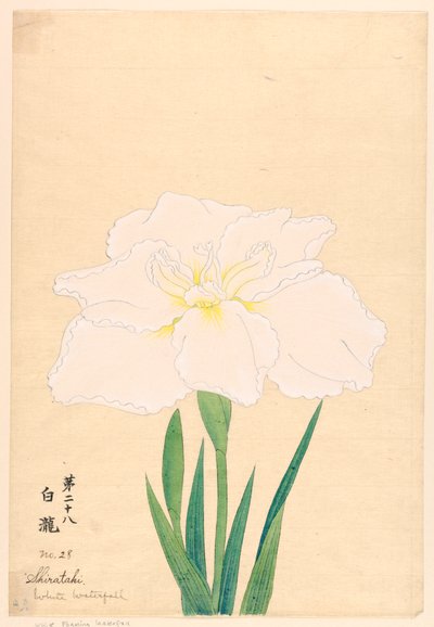 Trykk, White Waterfall (Shirataki), nr. 28 av Unbekannt