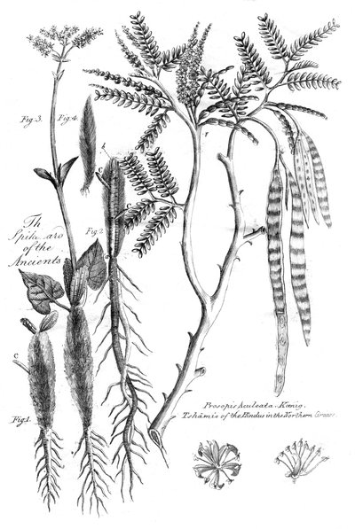 Prosopis Aculeata, 1799 av Unbekannt