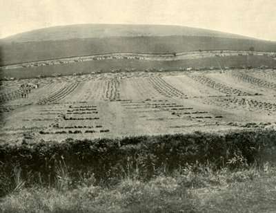 Reaper & Binder Competition, Mount Blowhard, nær Ballarat, 1901. av Unbekannt