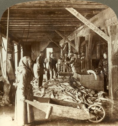 Mottak av fisk fra sjøfartøy og pakking for eksport - fiskelager, Ålesund, Norge, c1905. av Unbekannt