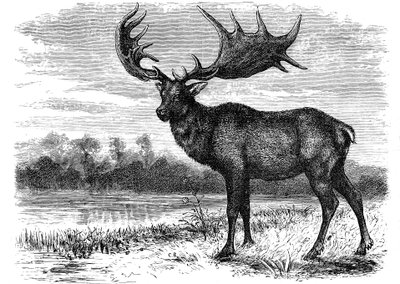Rekonstruksjon av den irske elgen Megaloceros, c1880 av Unbekannt