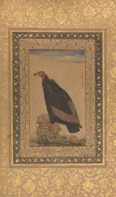 Red-Headed Vulture, Folio fra Shah Jahan Album, recto og verso: tidlig på 1800-tallet. av Unbekannt