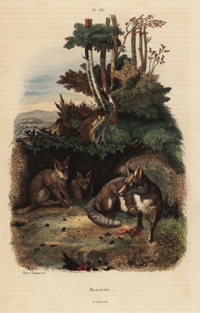 Rødrev, Vulpes vulpes, utenfor et hi av Unbekannt