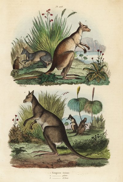 Rød kenguru, Macropus rufus 1, østlig grå kenguru, Macropus giganteus 2 og mørk wallaby, Thylogale brunii 3 av Unbekannt