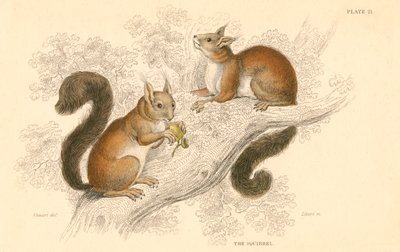 Rødt ekorn Sciurus vulgaris, trelevende gnager hjemmehørende i Europa og Asia, 1828 av Unbekannt