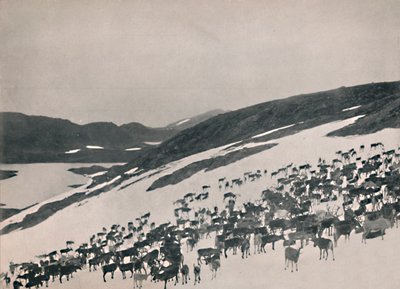 Reinsdyr på fjellet, 1914. av Unbekannt