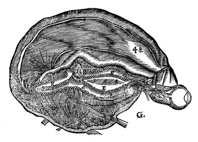 Rene Descartes diagram over den menneskelige hjernen og øyet, 1692 av Unbekannt
