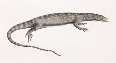 Reptiles: Ouaran of Forskal av Unbekannt