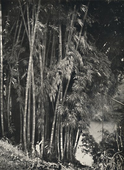 Riesenbambus Dendrocalamus giganteus i Peradeniya bei Kandy, 1926 av Unbekannt