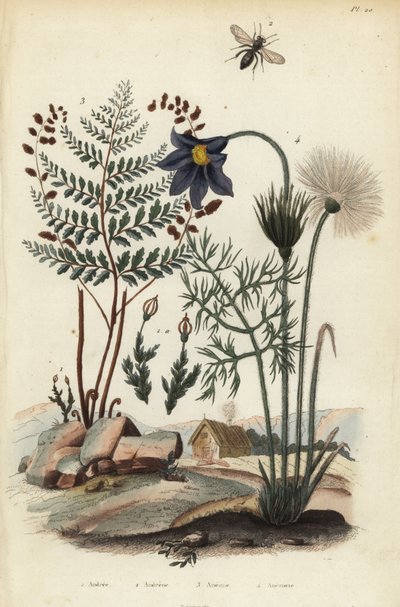 Bergmose, Andraea rupestris 1, Gruvebi, Andrena agilissima 2, Blomstrende bregne, Anemia adiantifolia 3 og Pasque-blomst, Anemone pulsatilla av Unbekannt