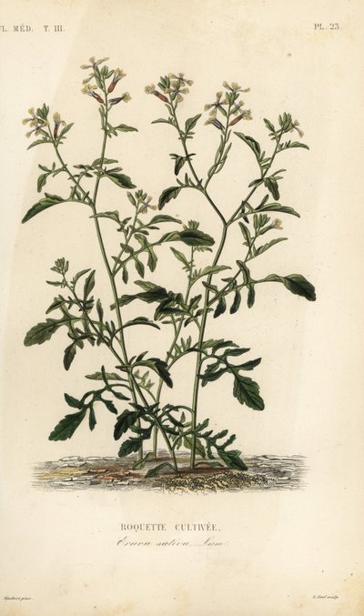 Rakett eller ruccola, Caterpillar vesicaria, Caterpillar sativa, Roquette cultivee av Unbekannt