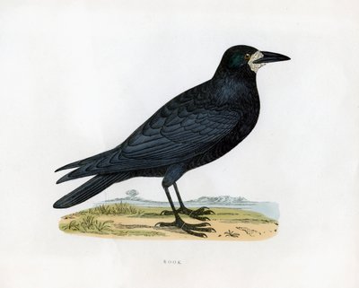 Rook, c1800-tallet av Unbekannt