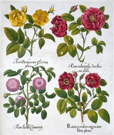 Roser, 1613 av Unbekannt
