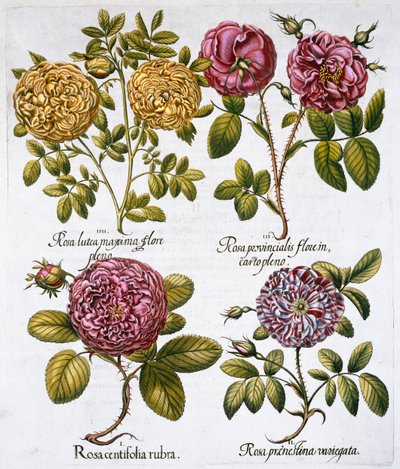 Roser, 1613 av Unbekannt