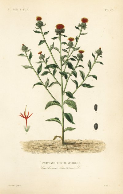 Safflor, Carthamus tinctorius, Carthame des teinturiers av Unbekannt