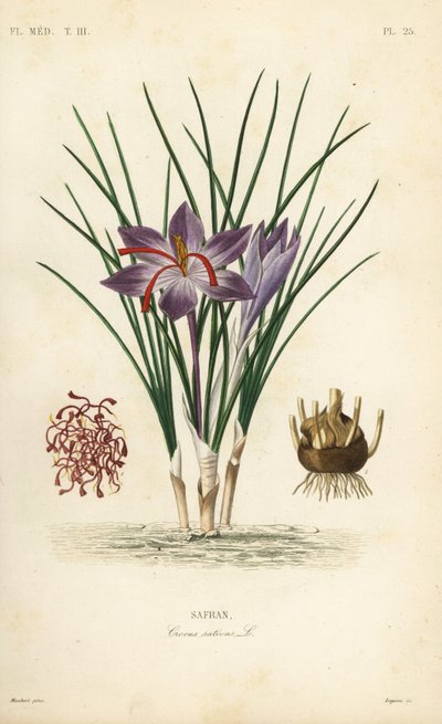 Safrankrokus, Crocus sativus, Safran av Unbekannt