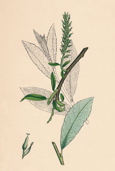 Salix phylicifolia, var. radikalere. Tebladsalg, var. a., 1800-tallet av Unbekannt