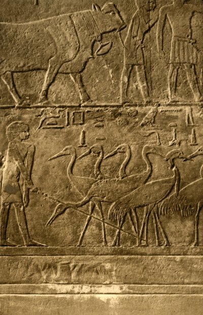 Saqqara - Tomb of Ti veggmalerier, c1918-c1939. av Unbekannt