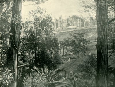 Scene ved Upper Gembrook, Victoria, 1901. av Unbekannt