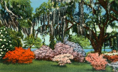 Scene i Belle Isle Gardens, nær Georgetown, S.C., 1942. av Unbekannt