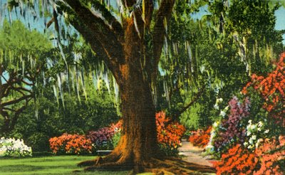 Scene i Magnolia Gardens, nær Charleston, SC, 1942. av Unbekannt