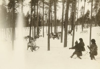 Sverige. Rag (frø) ved fangst av rein. Rundt 1900 av Unbekannt
