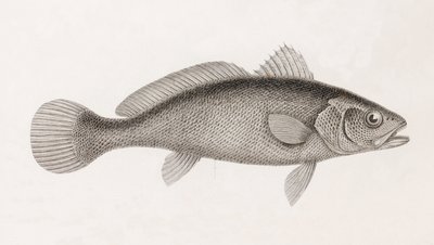 Science Corb, nærbilde av Unbekannt