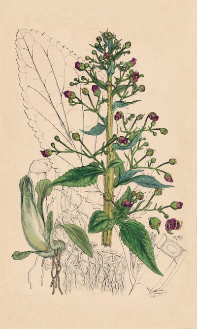 Scrophularia Ehrharti. Ehrharts Water-Betony, 1800-tallet av Unbekannt