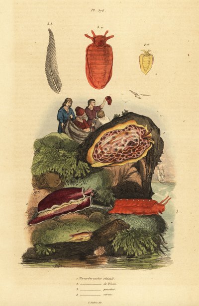 Sjøsnegler: Pleurobranchus reticulatus 1, Berthellina citrina 3, Pleurobranchus peronii 2,4 av Unbekannt