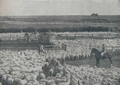 Sauefold i Australia, 1910 av Unbekannt