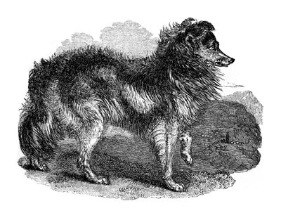 Gjeterhund, 1848 av Unbekannt