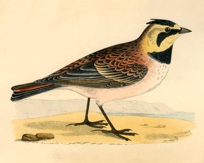 Shore Lark, sent på 1800-tallet. av Unbekannt