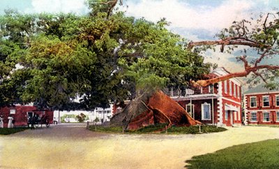 Silk Cotton Tree, Nassau, New Providence, Bahamas, c1900-tallet av Unbekannt
