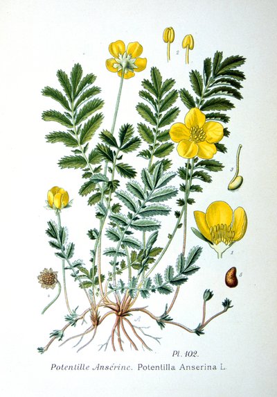 Silverweed, 1893 av Unbekannt