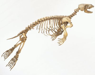 Skjelett av en steinkobbe (Phoca vitulina) 'i bevegelse', sett fra siden ©Dave King/Dorling Kindersley/UIG/Leemage av Unbekannt
