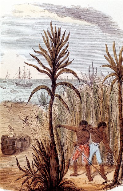 Slaver som dyrker sukkerrør i Vestindia, 1852 av Unbekannt