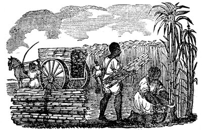 Slaver høster sukkerrør i Louisiana, 1833 av Unbekannt