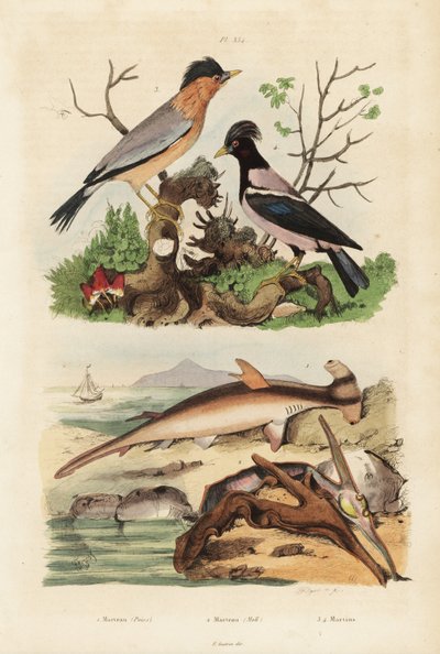 Glatt hammerhode, Sphyrna malleus 1, hammer østers, Malleus malleus 2, brahminy myna, Sturnia pagodarum 3 og rosa stær, Pastor roseus 4 av Unbekannt