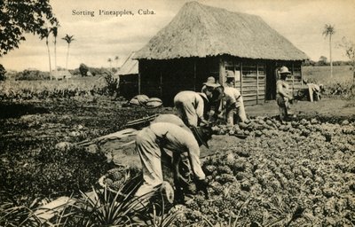 Sortering av ananas, Cuba, slutten av 1800-begynnelsen av 1900-tallet. av Unbekannt