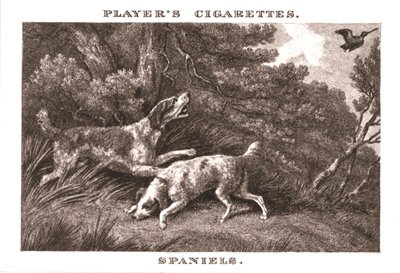 Spaniels, 1924. av Unbekannt