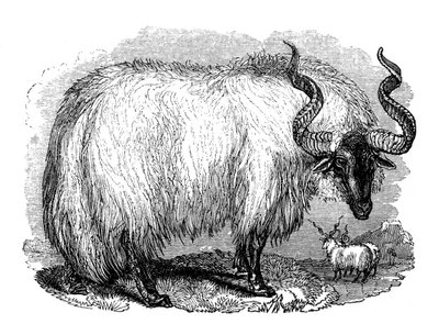 Spansk sau, 1848 av Unbekannt
