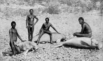 Speared Manatee, Nordvest-Australia, 1922 av Unbekannt