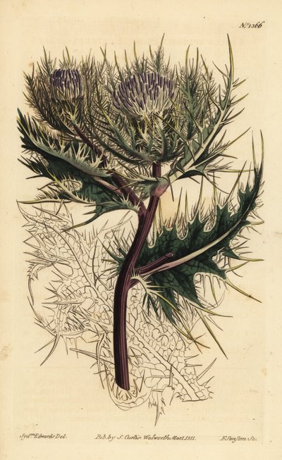 Spiniest tistel, Cirsium spinosissimum (fjæraktig hode cnicus, Cnicus spinosissimus) av Unbekannt