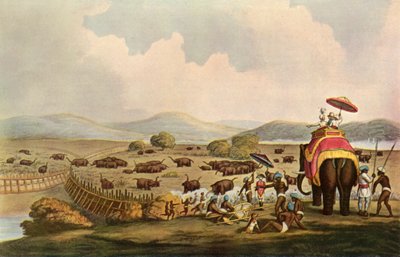 Sport i India - Å kjøre elefanter inn i en Keddah, c1808, 1901. av Unbekannt