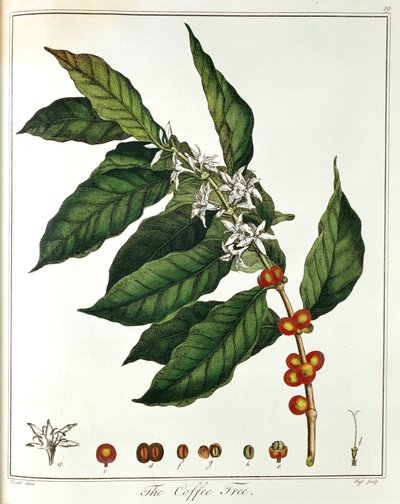 Kvist av kaffe Coffea arabica som viser blomster og bønner, 1798 av Unbekannt