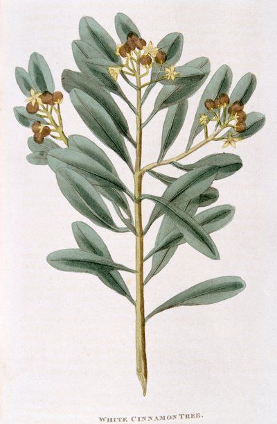 Kvist hvit kanel Canella alba, 1823 av Unbekannt