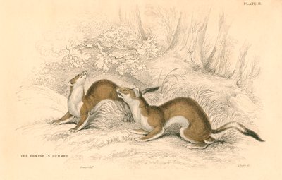 Stoat Mustela erminea, medlem av veslefamilien, 1828 av Unbekannt