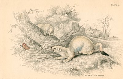 Stoat Mustela erminea, medlem av veslefamilien, 1828 av Unbekannt