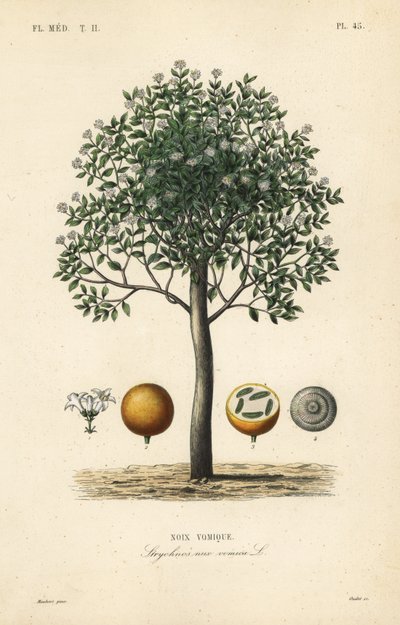 Strychnine tree, nux vomica, giftnøtt eller sædstrychnos, Strychnos nux-vomica, Noix vomique av Unbekannt